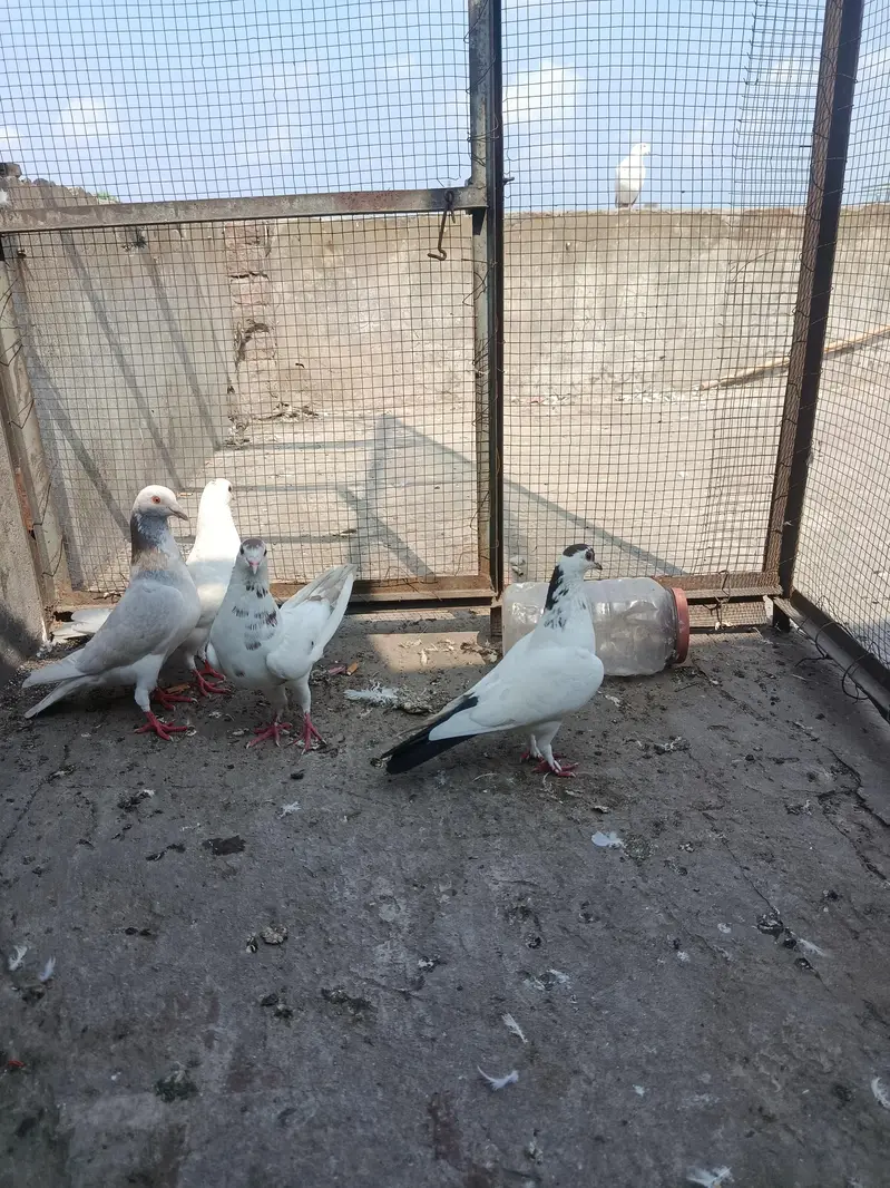 2sherazi pair for sale — photo 3