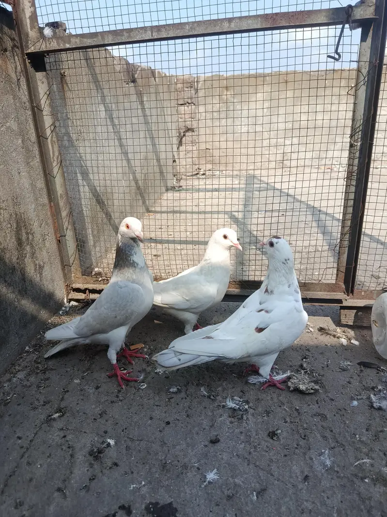 2sherazi pair for sale — photo 4