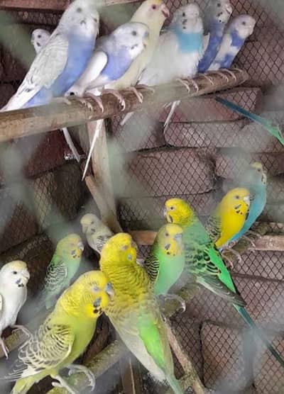 beautiful and healthy Australian male parrots for sale in urgent