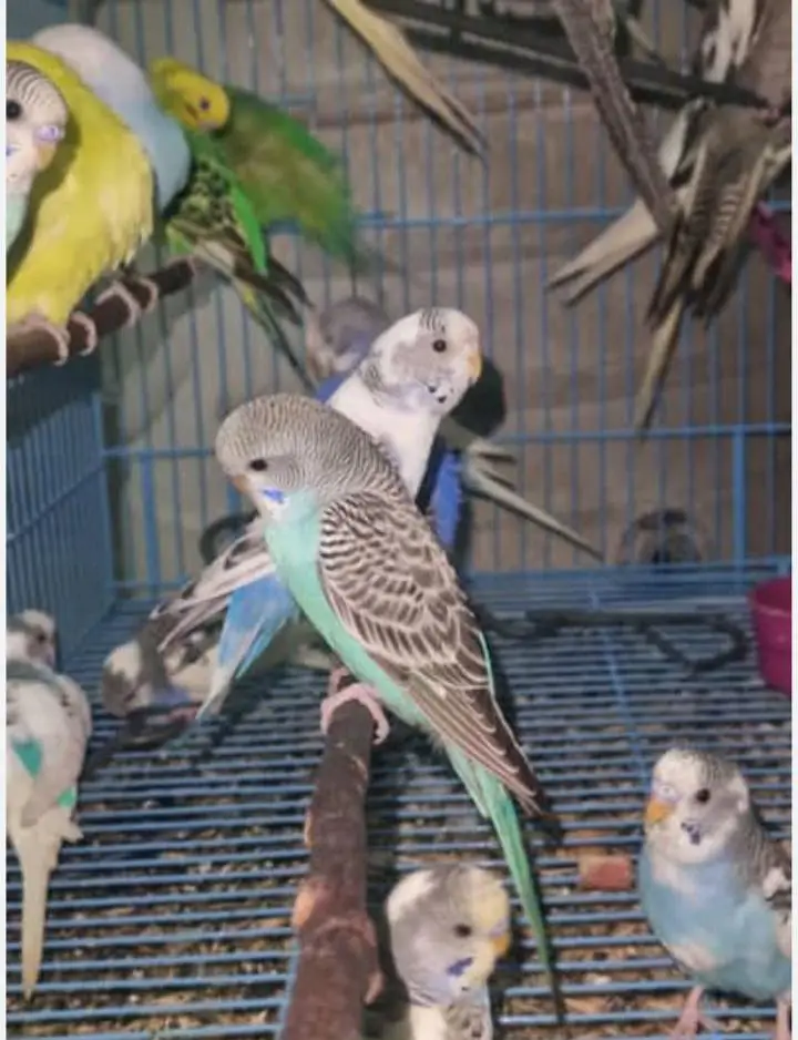 beautiful and healthy Australian male parrots for sale in urgent — photo 2