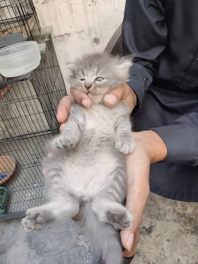 Persian Gry Cats