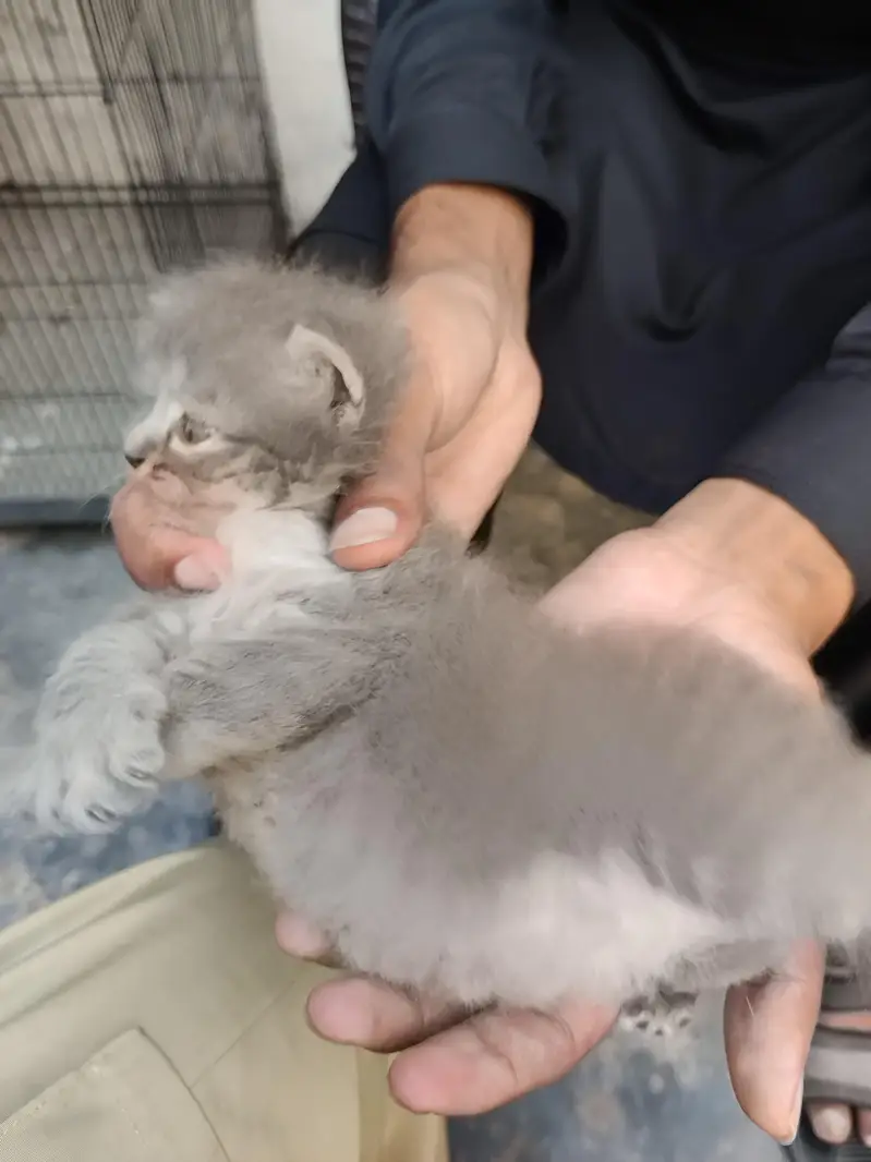 Persian Gry Cats — photo 2