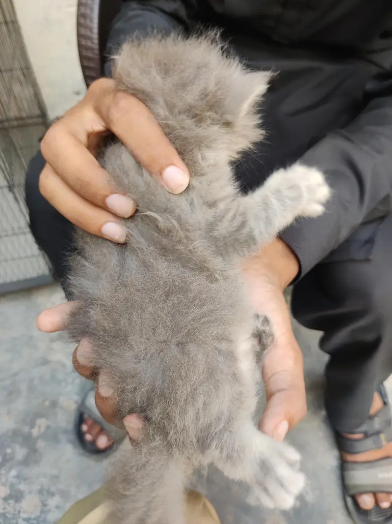 Persian Gry Cats — photo 3