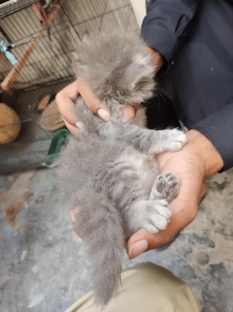 Persian Gry Cats — photo 4