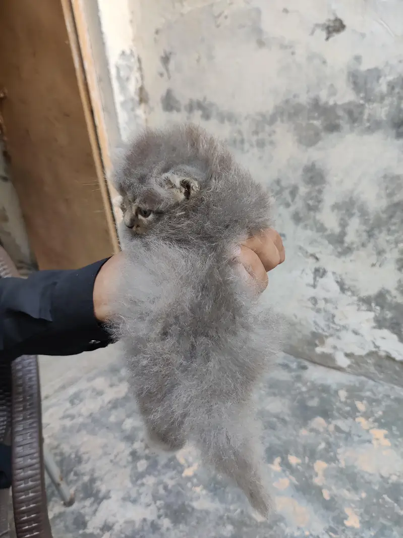 Persian Gry Cats — photo 5