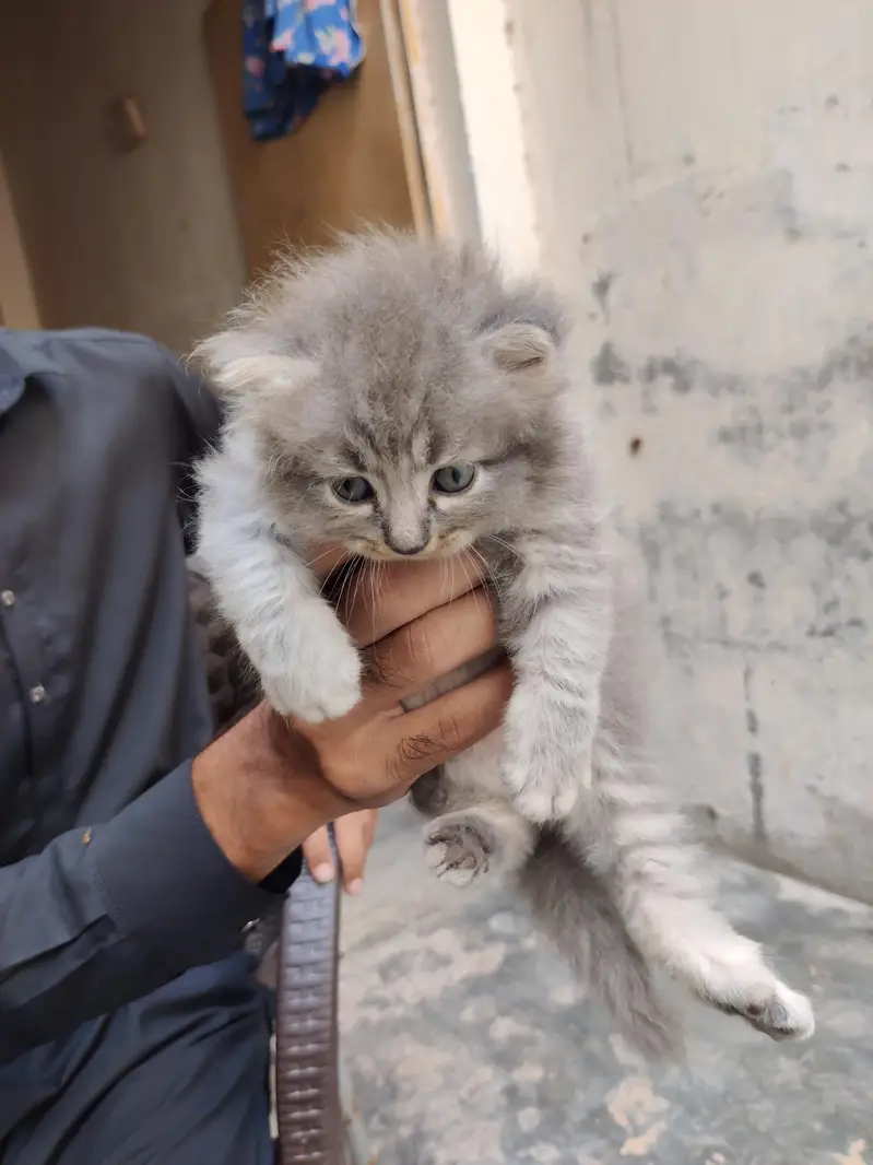 Persian Gry Cats — photo 6
