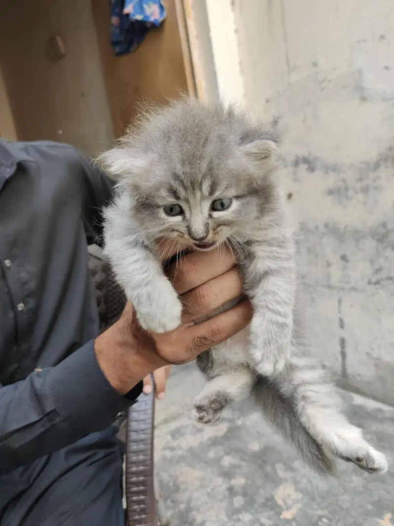 Persian Gry Cats — photo 7