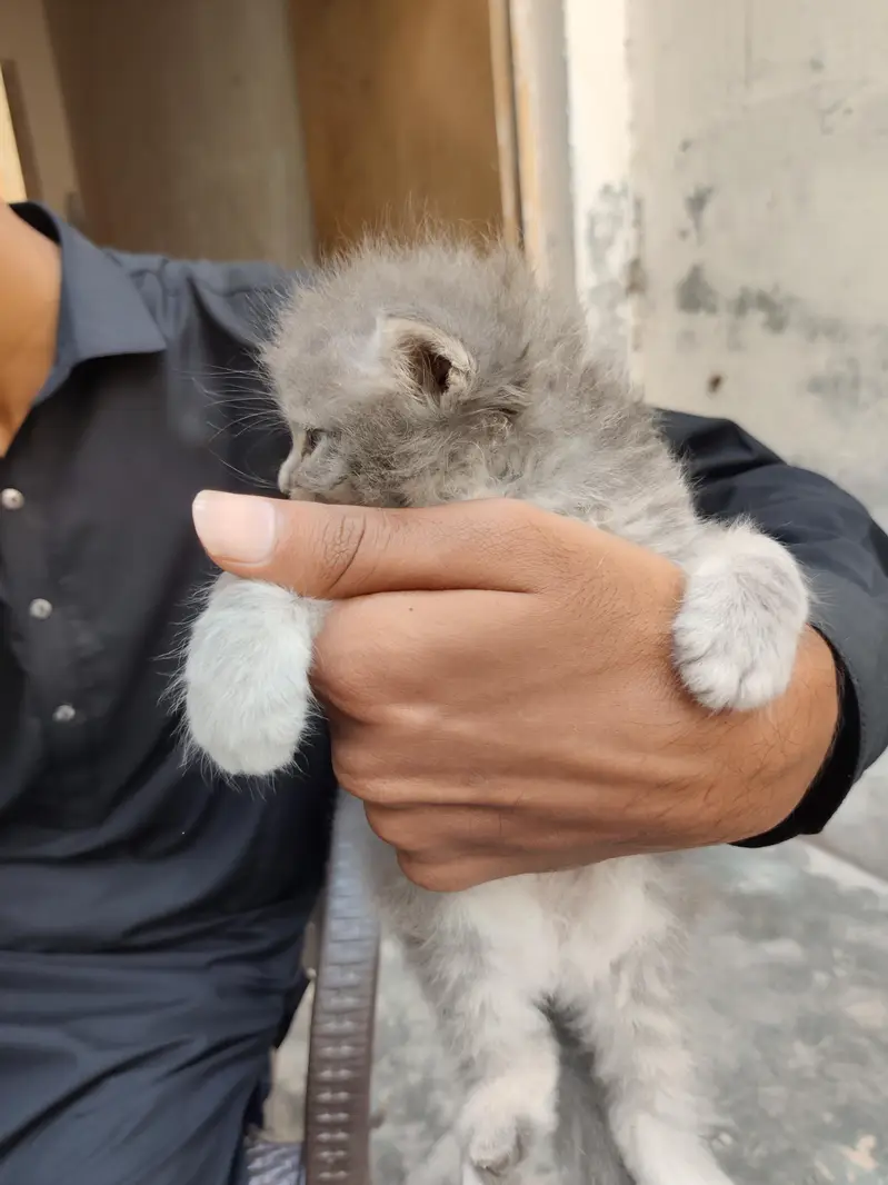 Persian Gry Cats — photo 8