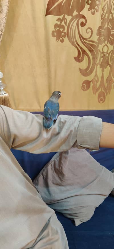 Fully Handtame Lovebird & Cockatiel