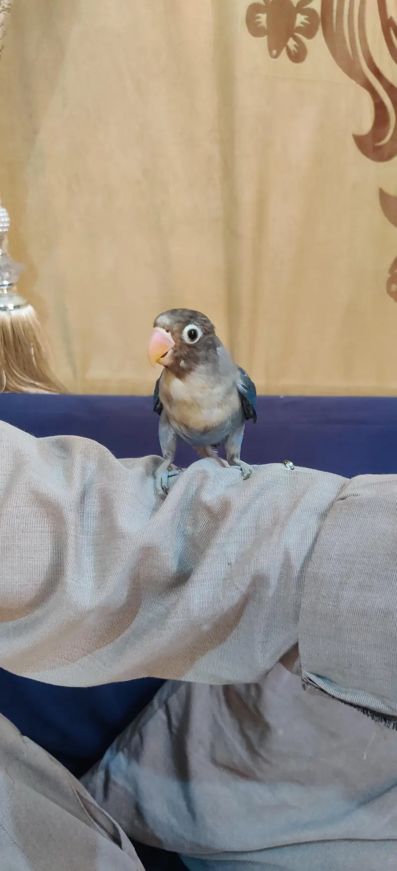 Fully Handtame Lovebird & Cockatiel — photo 2
