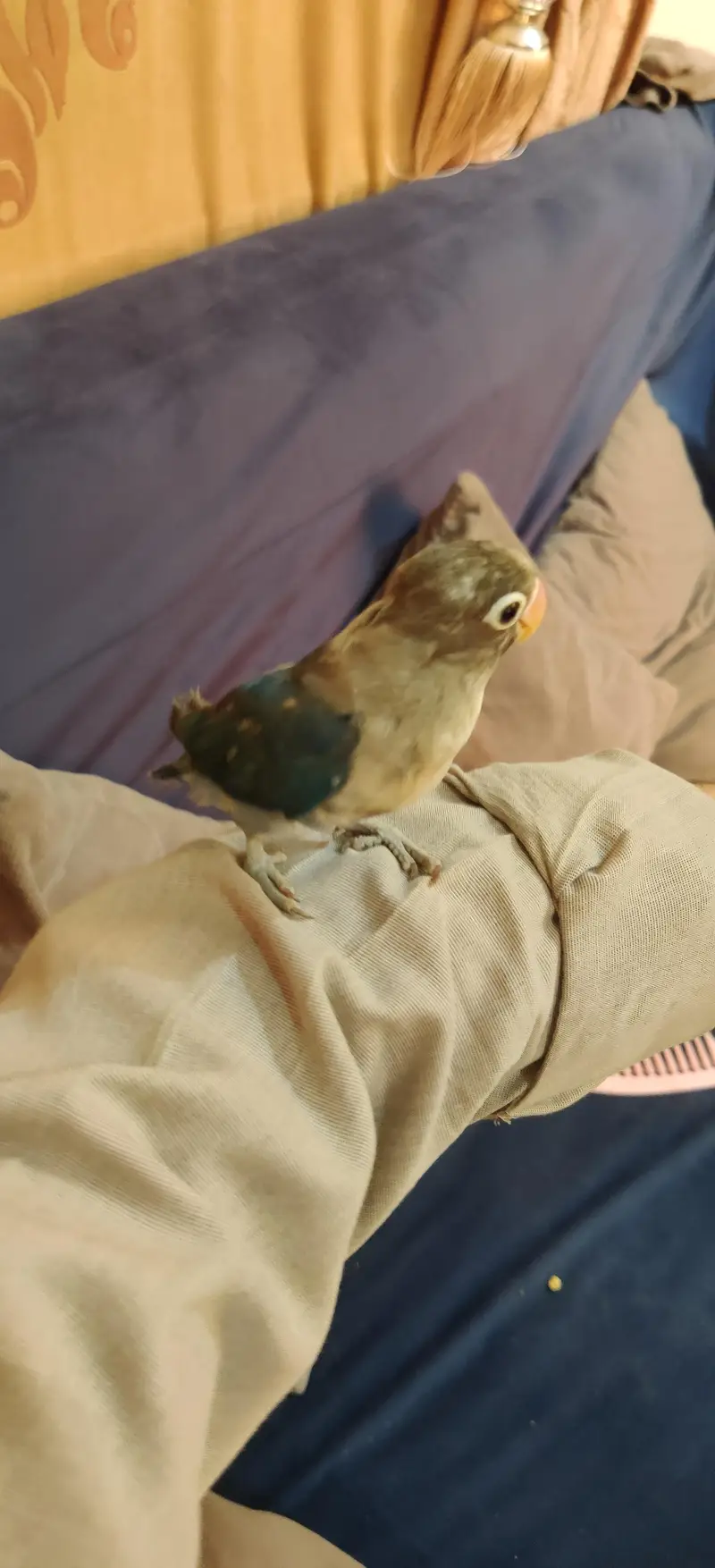 Fully Handtame Lovebird & Cockatiel — photo 3