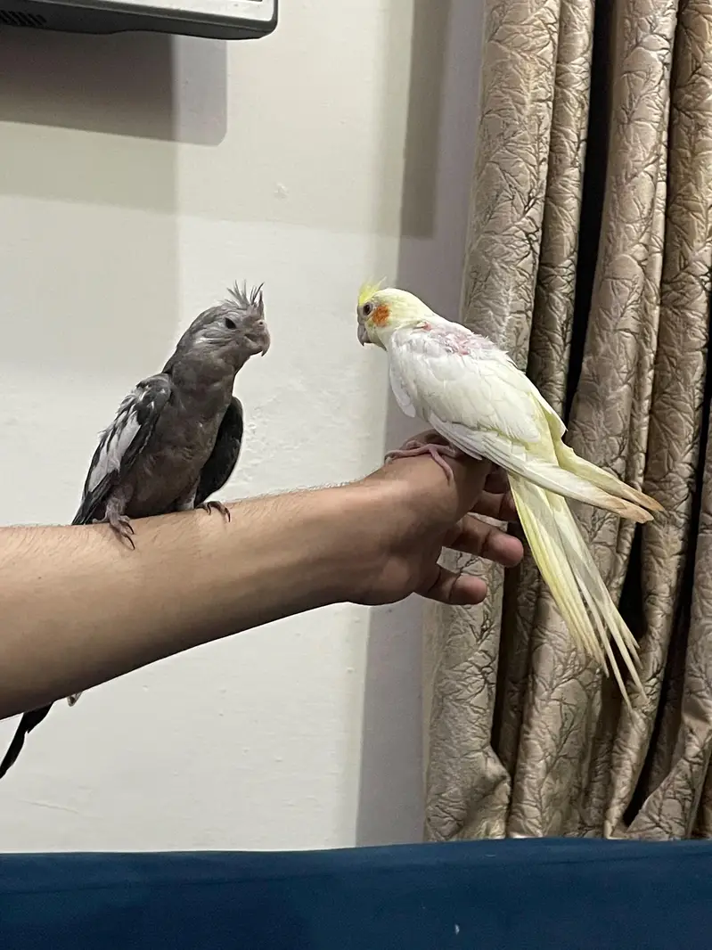 Fully Handtame Lovebird & Cockatiel — photo 4