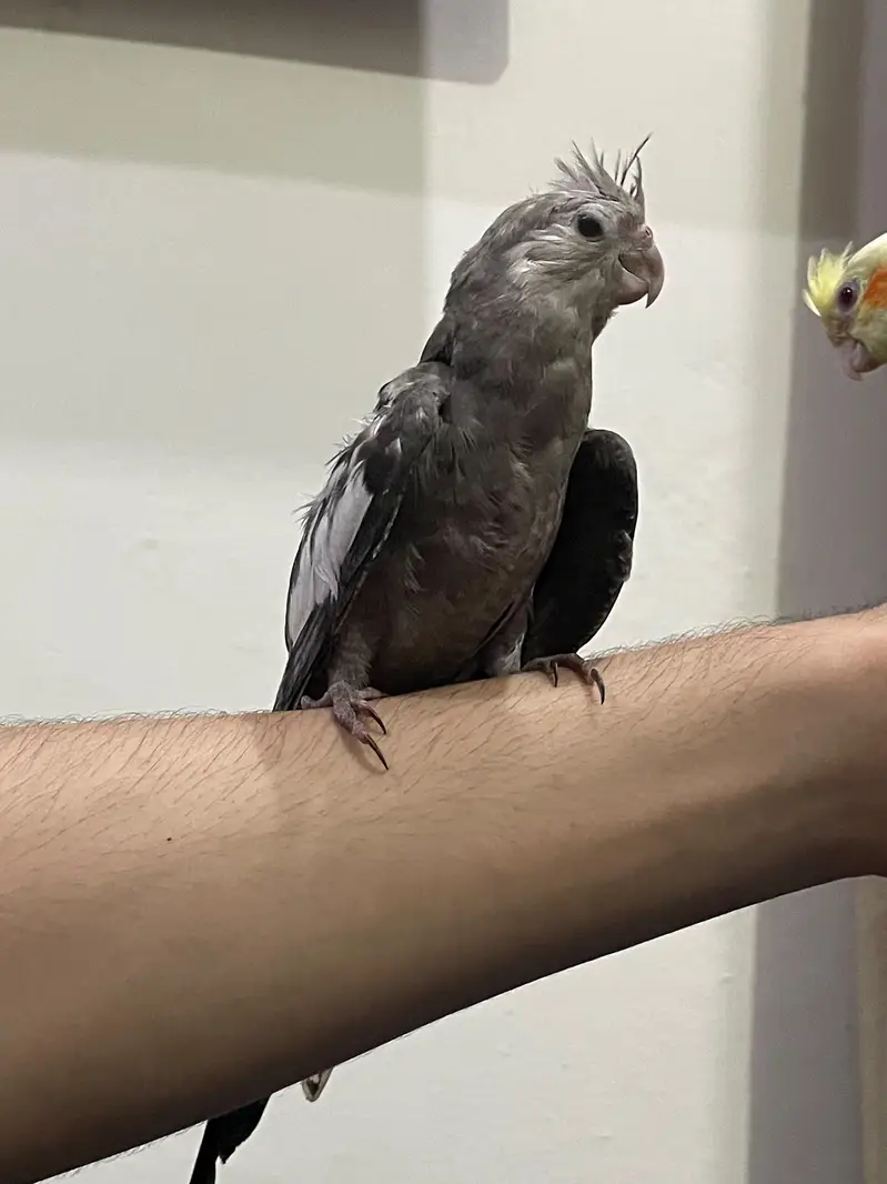 Fully Handtame Lovebird & Cockatiel — photo 5