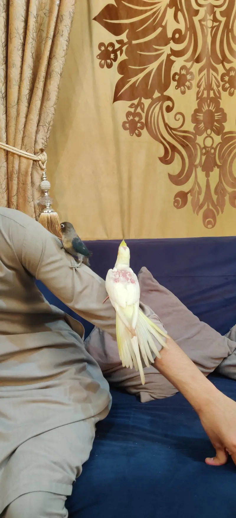 Fully Handtame Lovebird & Cockatiel — photo 6