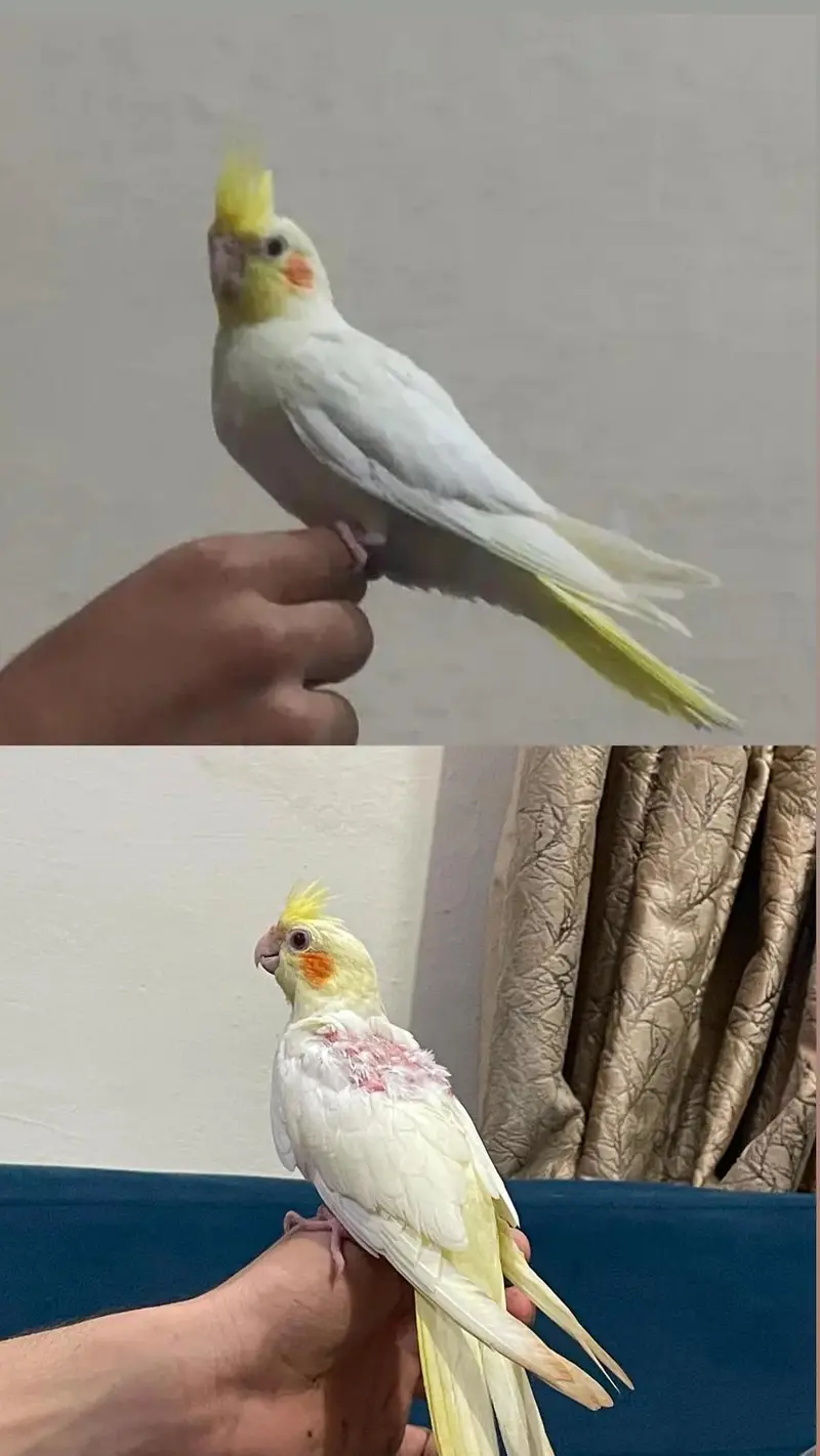 Fully Handtame Lovebird & Cockatiel — photo 7