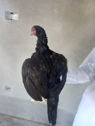 aseel murgi pure mianwali urgent sale