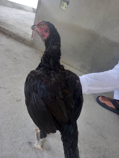 PURE ASEEL URGENT SALE