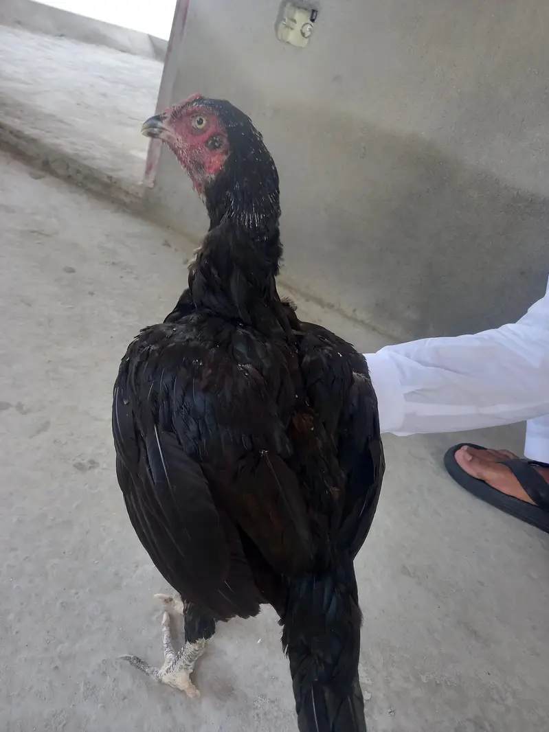 aseel murgi pure mianwali urgent sale — photo 2