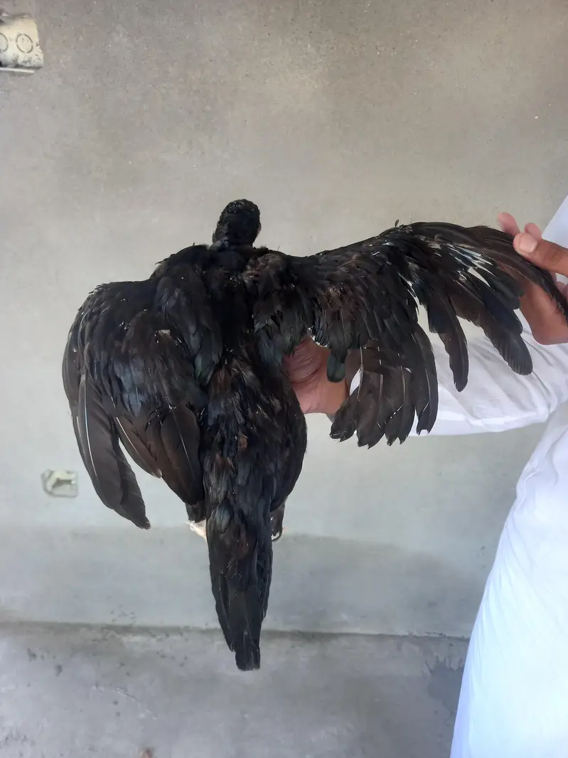 aseel murgi pure mianwali urgent sale — photo 3