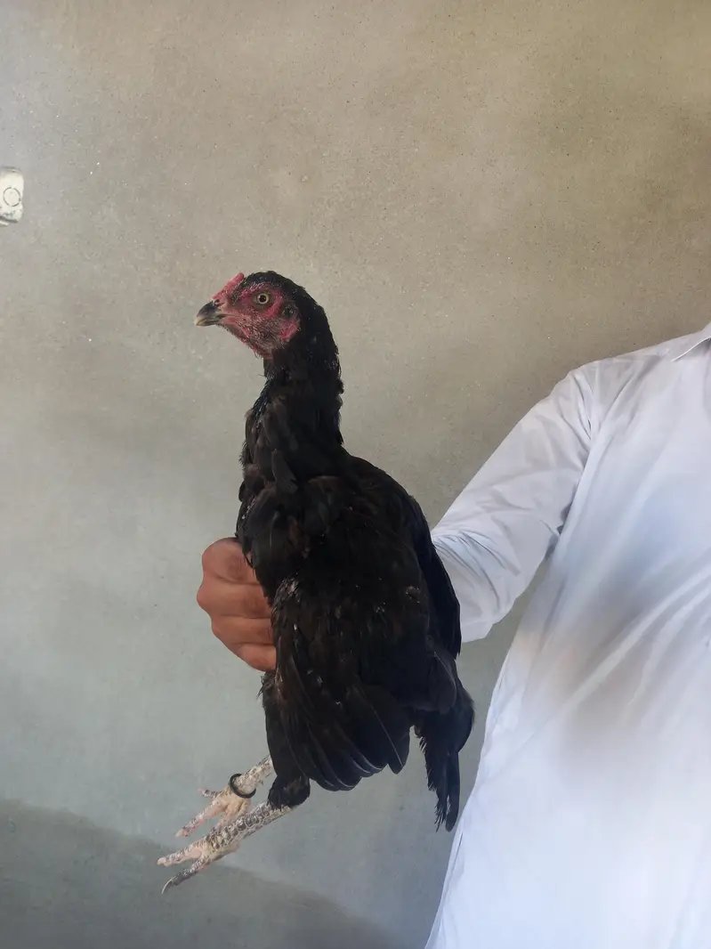 aseel murgi pure mianwali urgent sale — photo 4