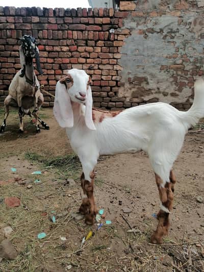 bakri for sell sath ak bacha ha madi 2 mah k sui ha  fist time ha  034