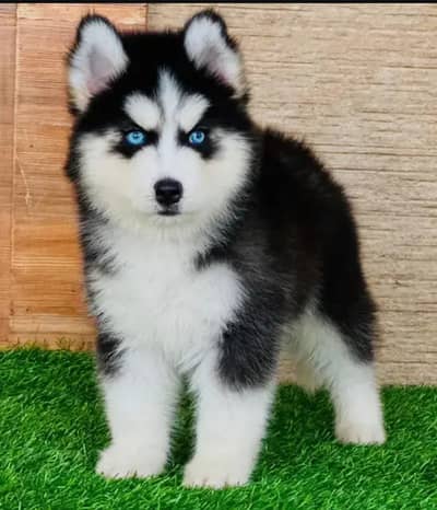 Siberian husky puppies 0313*93*63*417