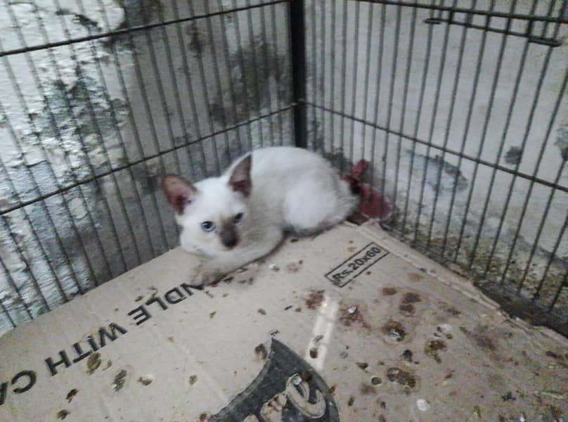 cat  0