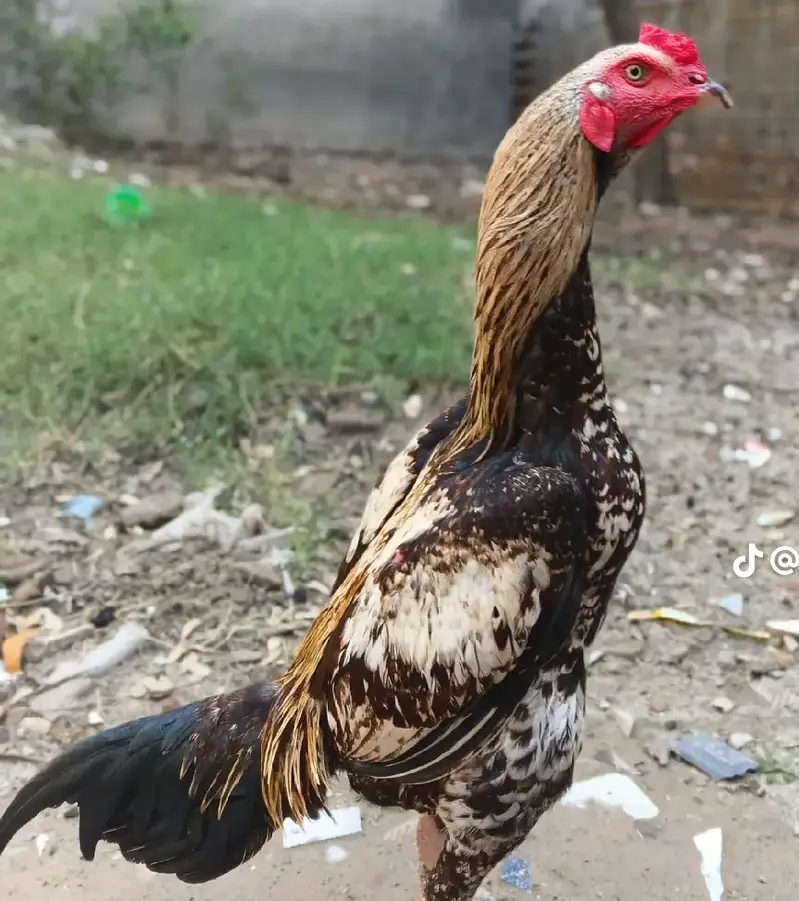 Turkish hint — photo 3
