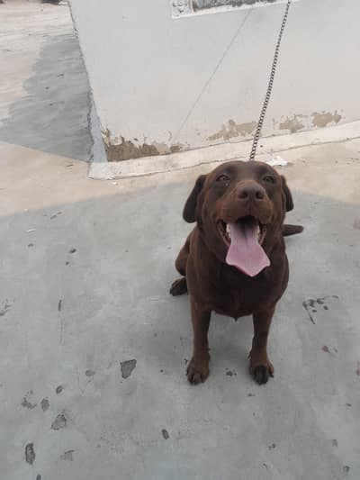labrador  British  labra chocolate labrador dog for sell