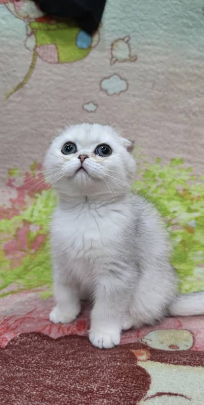 Scottish fold kittin for sell. 0313 4935014