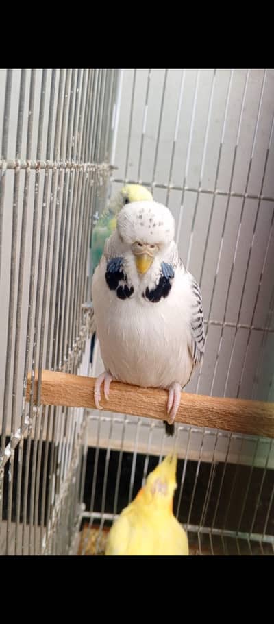 Tcb undersize exhibition breeder female healthy and active