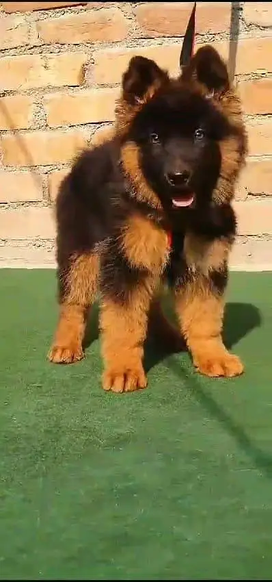 German shepherd puppies contact WhatsApmy WhatsAp 03437993715 — photo 2