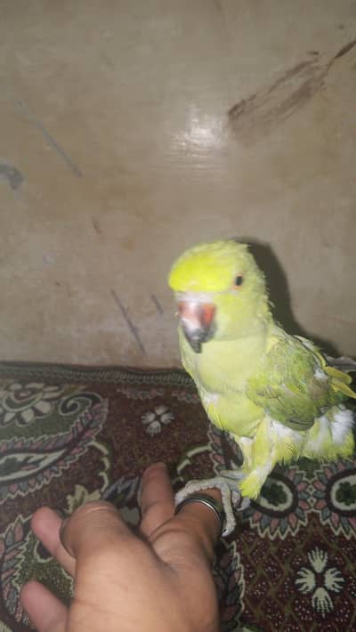 female ringneck adult