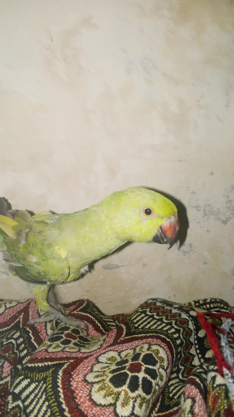 female ringneck adult — photo 2
