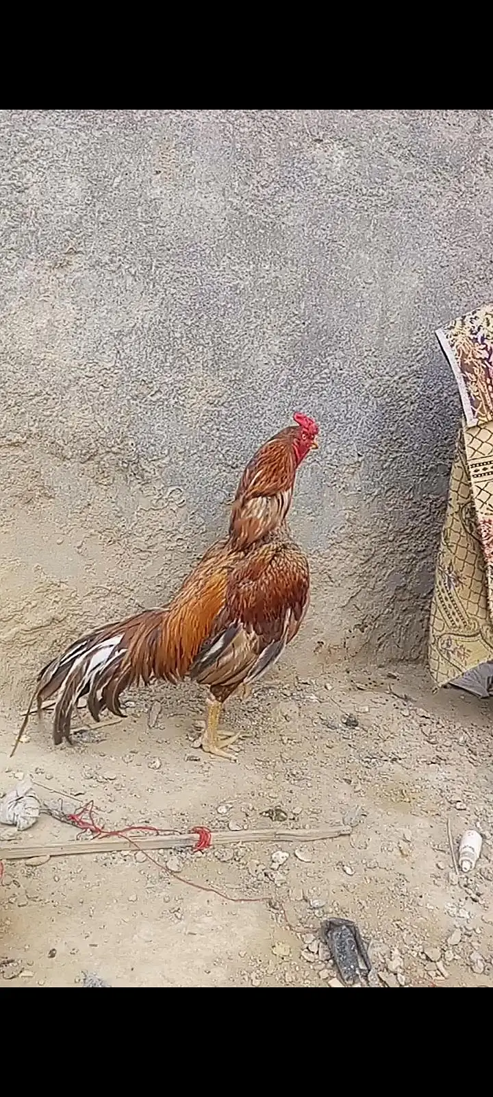 aseel mianwali+aseel reza — photo 3
