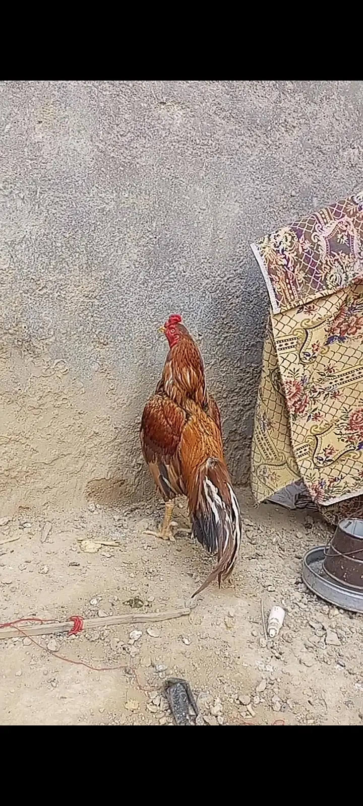 aseel mianwali+aseel reza — photo 4