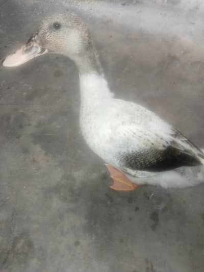 duck pair