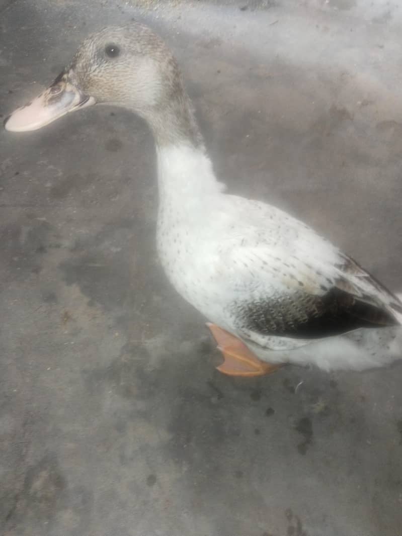 duck pair 0