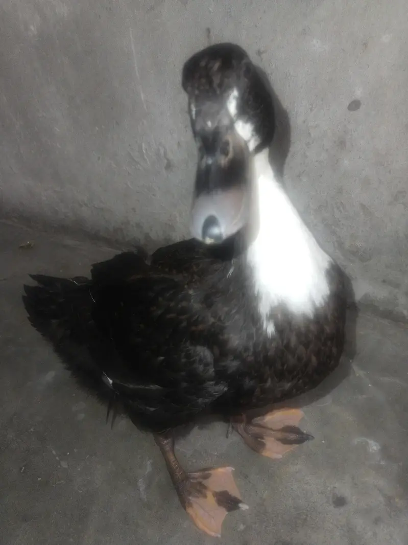 duck pair — photo 2
