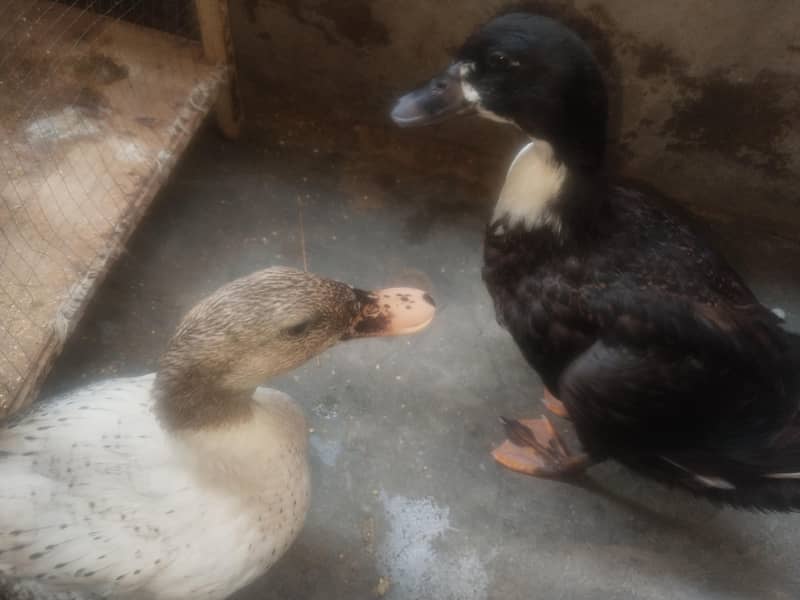duck pair 2