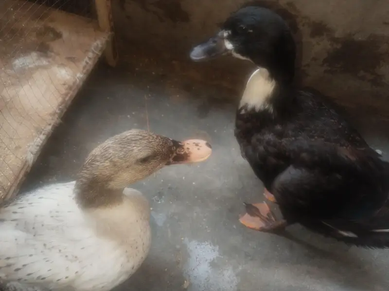 duck pair — photo 3