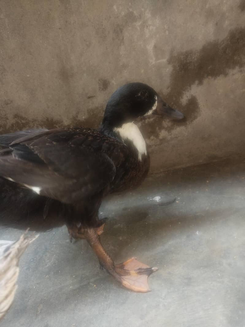 duck pair 3