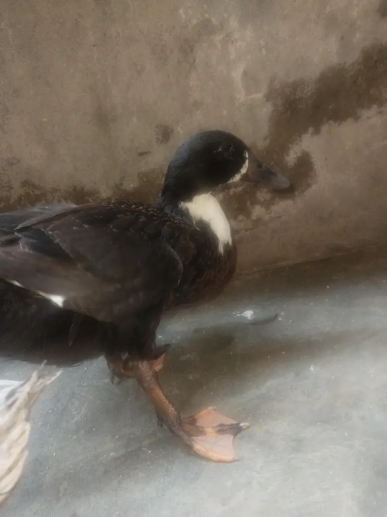 duck pair — photo 4