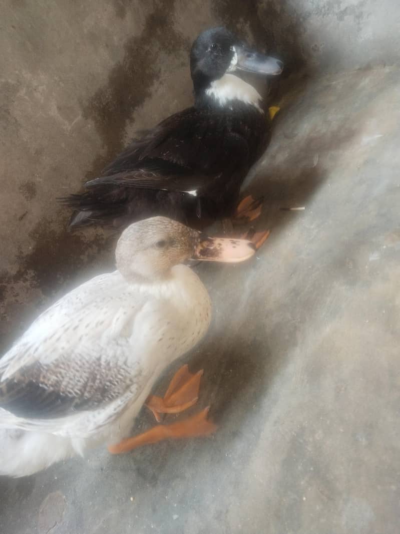 duck pair 4