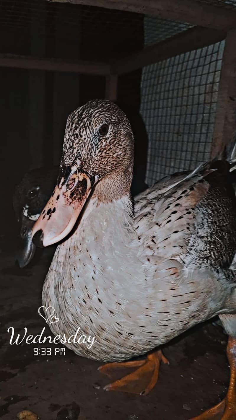duck pair 5