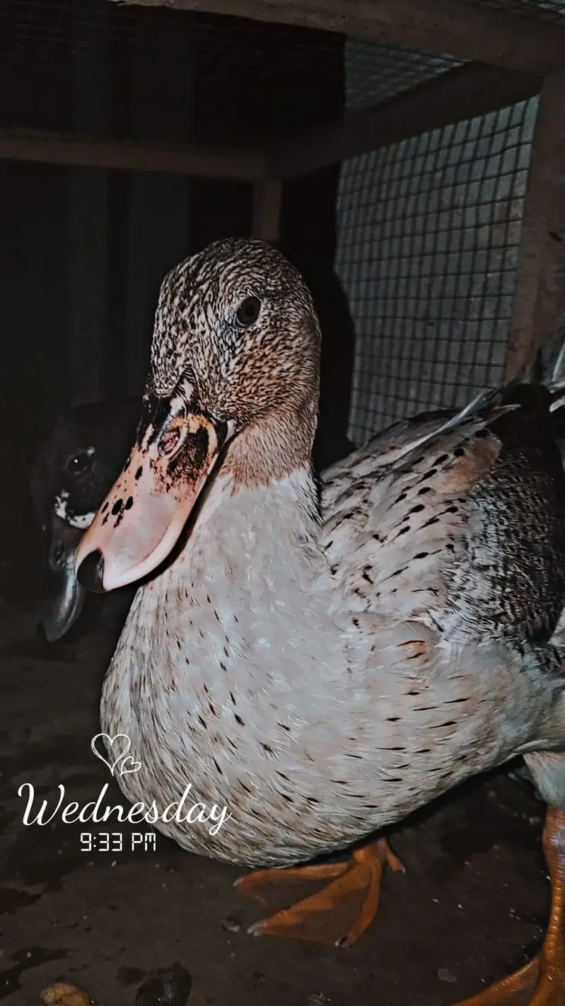 duck pair — photo 6