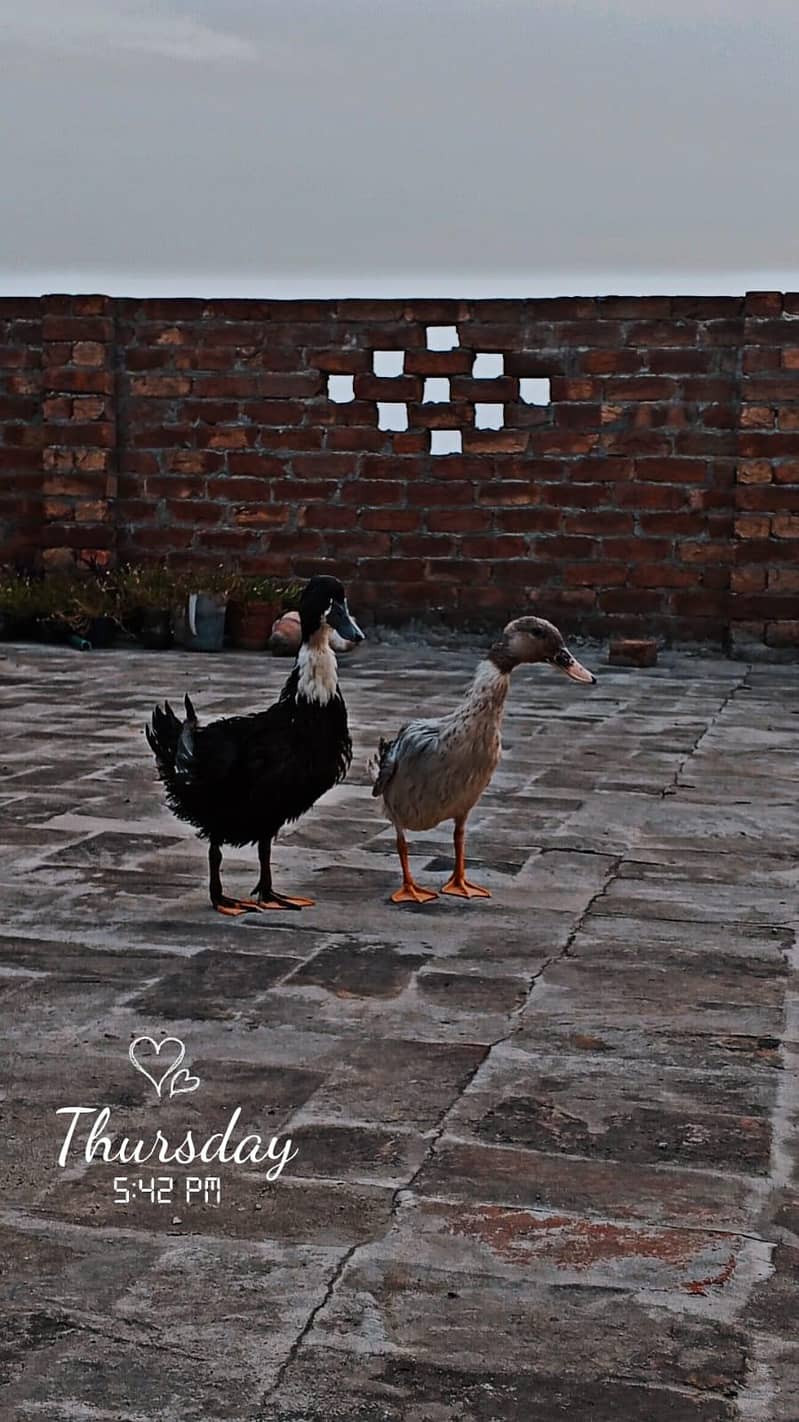 duck pair 6