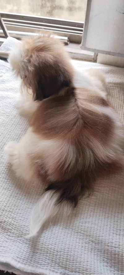 Shihtzu female puppy available