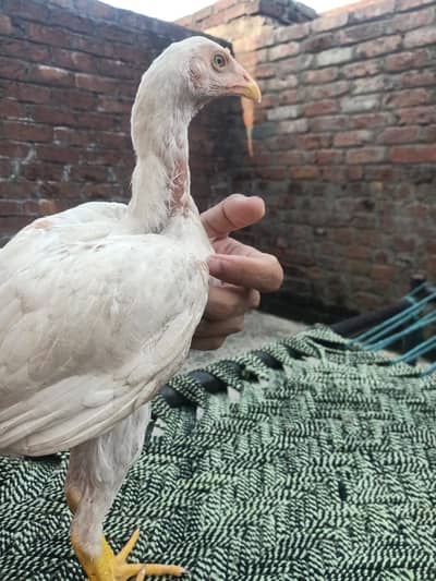 2 pathay full white aseel