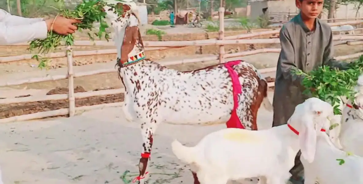 Healthy Makhi Chini Goat with 3 Kids | 2 Liters Milk Daily — photo 4
